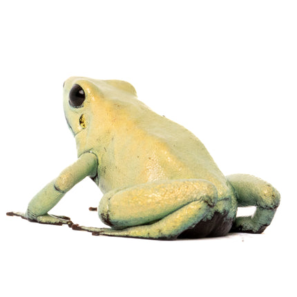Phyllobates Terribilis 'Mint'