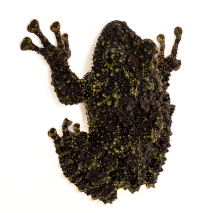 Vietnamese Mossy Frog-Theloderma corticale