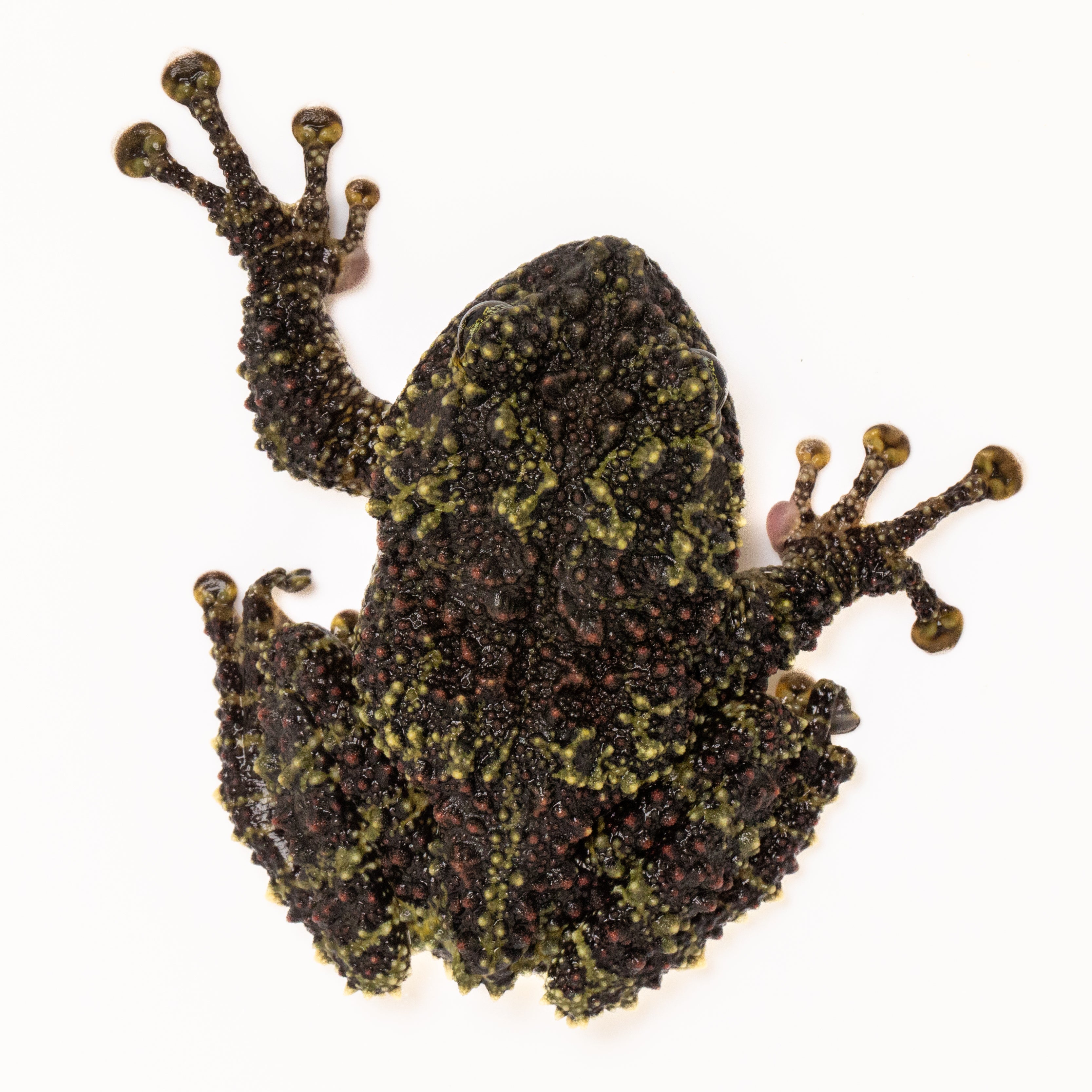 Vietnamese Mossy Frog-Theloderma corticale – Finn's Frog Farm