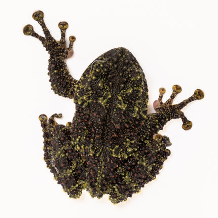 Vietnamese Mossy Frog-Theloderma corticale