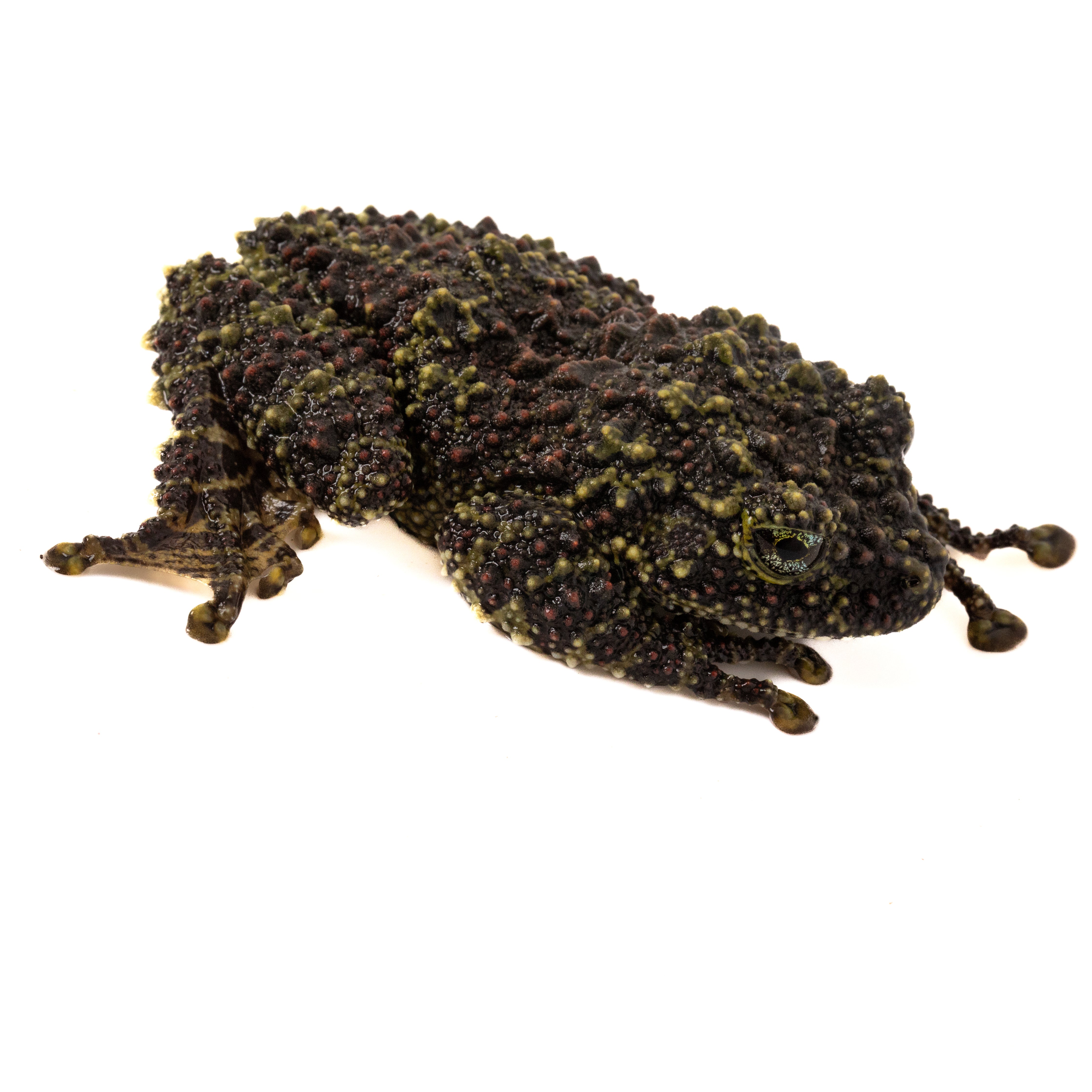 Vietnamese Mossy Frog-Theloderma corticale – Finn's Frog Farm
