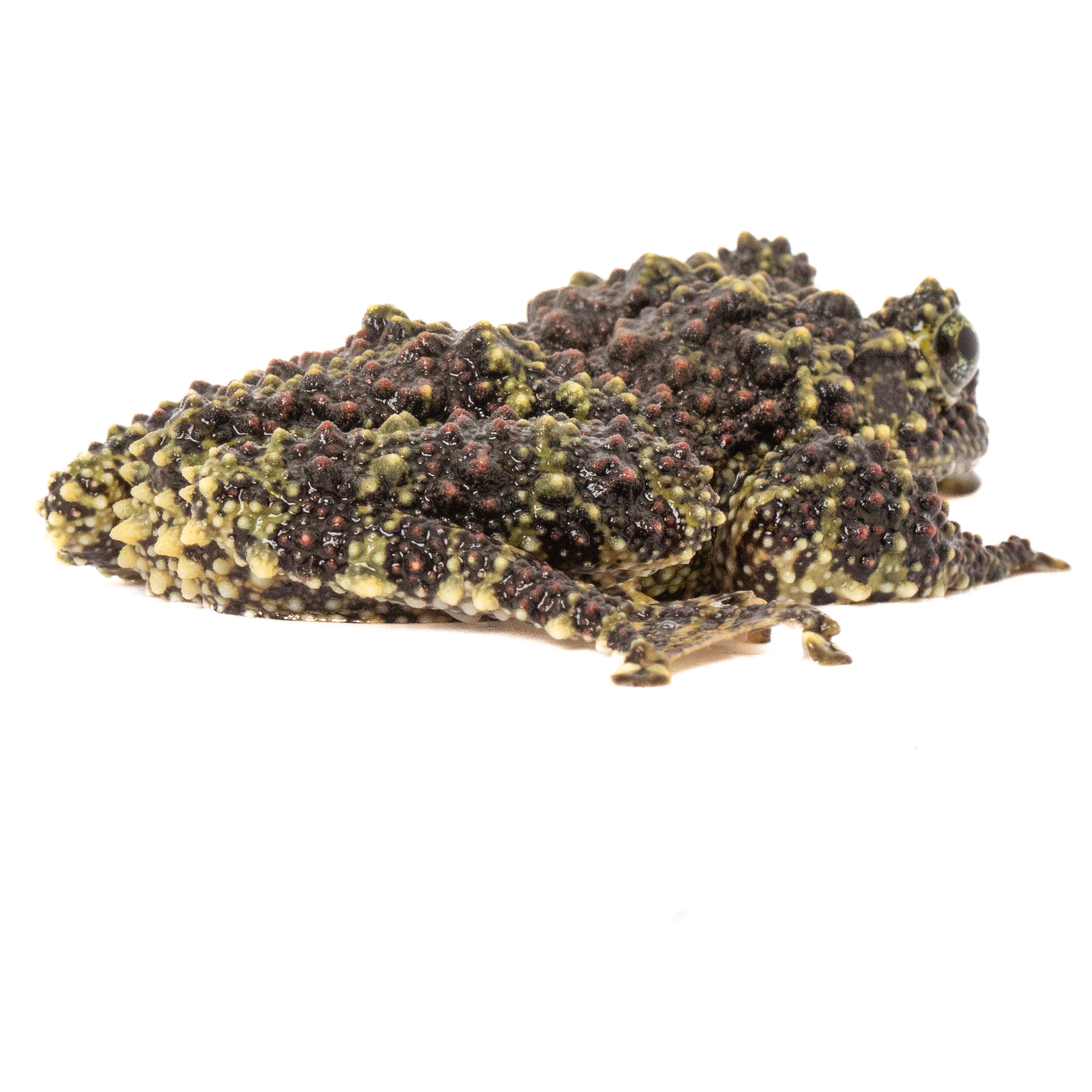Vietnamese Mossy Frog-Theloderma corticale – Finn's Frog Farm