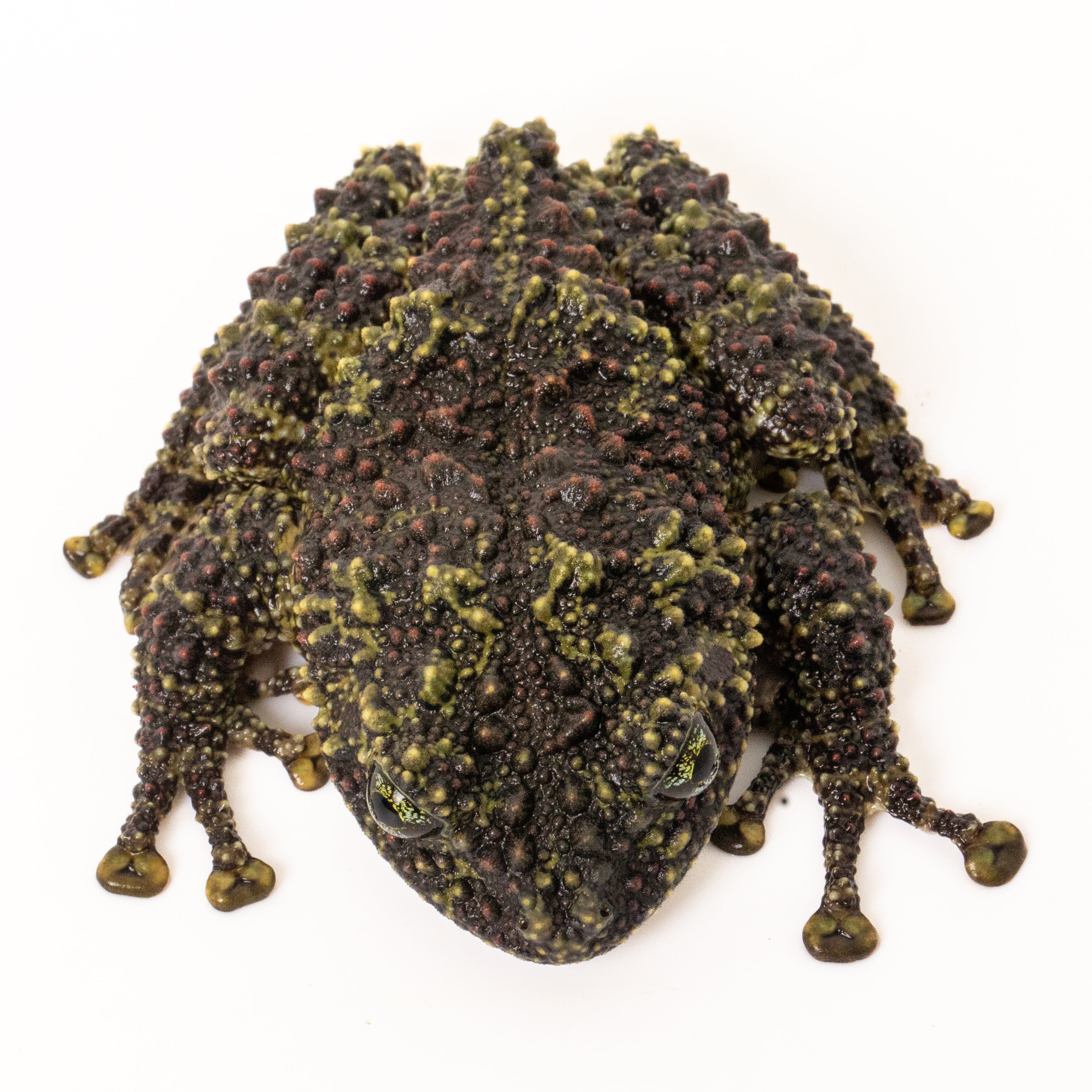 Vietnamese Mossy Frog-Theloderma corticale – Finn's Frog Farm