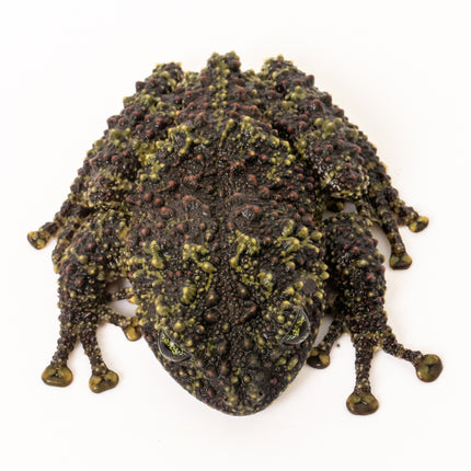Vietnamese Mossy Frog-Theloderma corticale