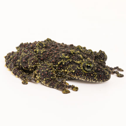 Vietnamese Mossy Frog-Theloderma corticale