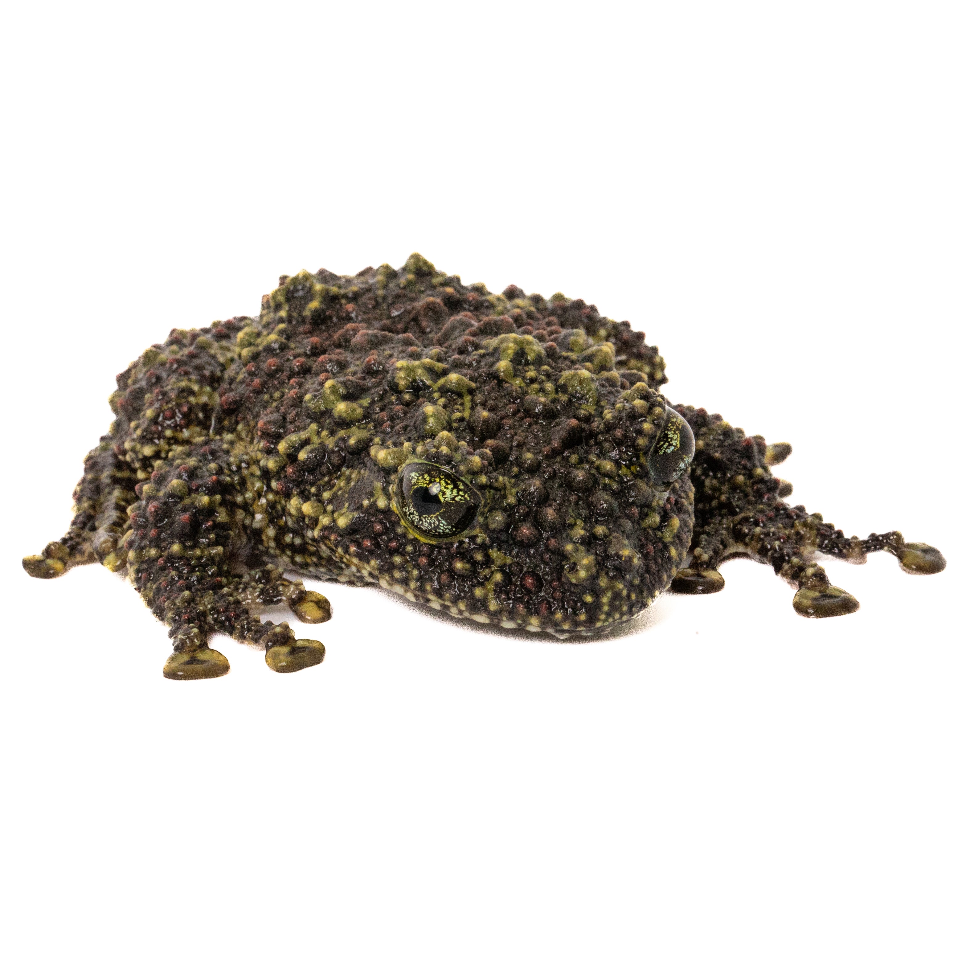 Vietnamese Mossy Frog-Theloderma corticale – Finn's Frog Farm