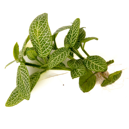 Nerve Plant