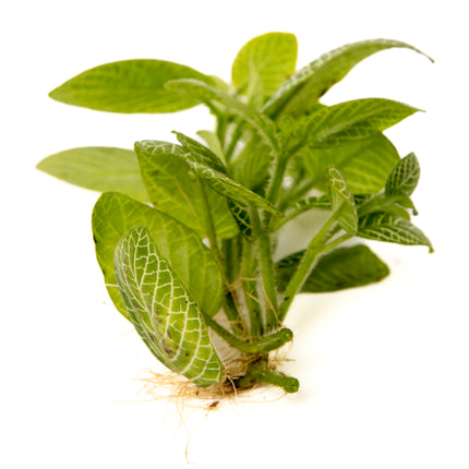 Nerve Plant