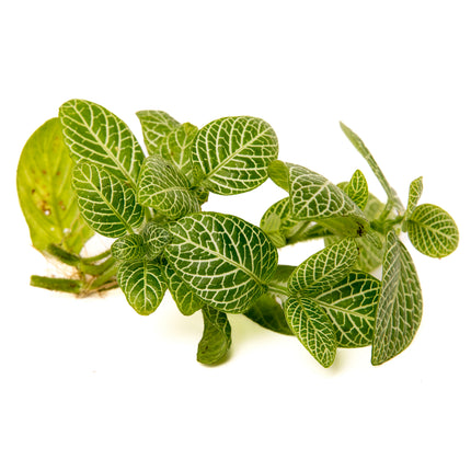 Nerve Plant