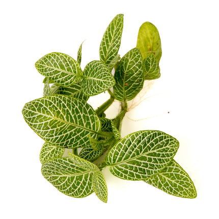 Nerve Plant