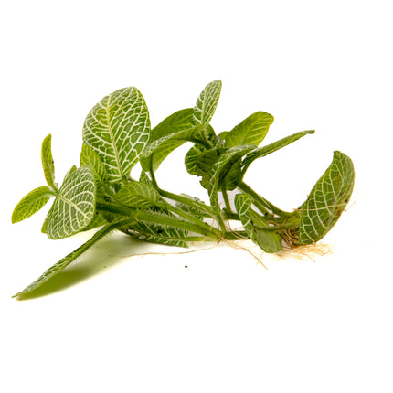 Nerve Plant