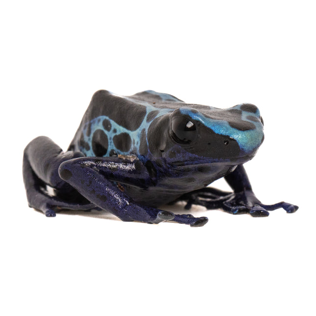 Dendrobates tinctorius 'New River'