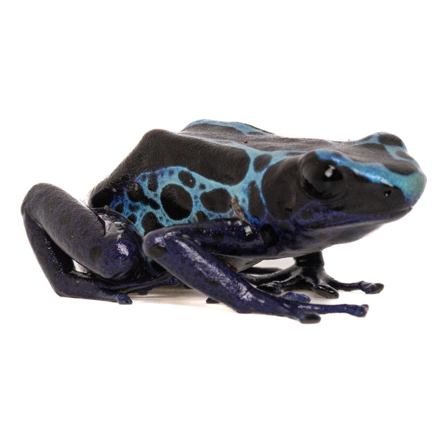 Dendrobates tinctorius 'New River'