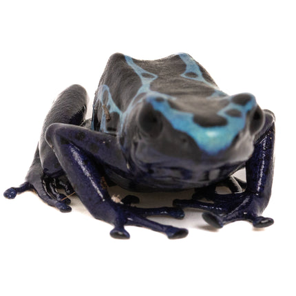 Dendrobates tinctorius 'New River'