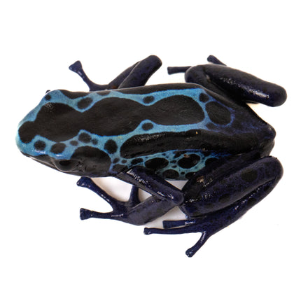 Dendrobates tinctorius 'New River'