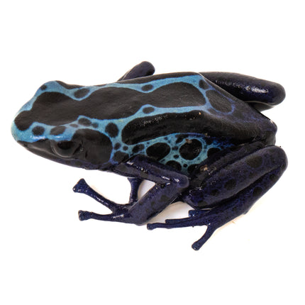 Dendrobates tinctorius 'New River'