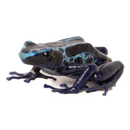 Dendrobates tinctorius 'New River'