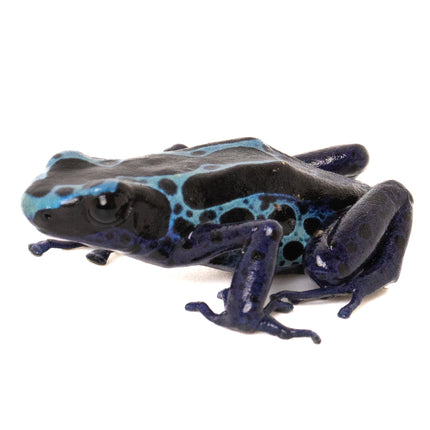Dendrobates tinctorius 'New River'