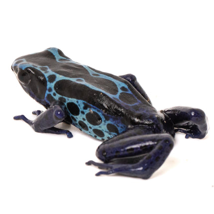 Dendrobates tinctorius 'New River'
