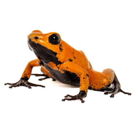 Phyllobates Terribilis 'Orange Black Foot'