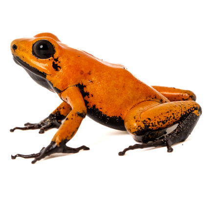 Phyllobates Terribilis 'Orange Black Foot'
