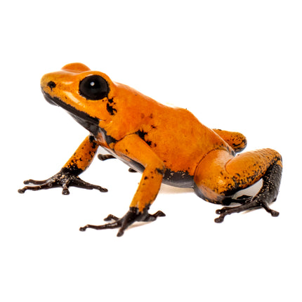 Phyllobates Terribilis 'Orange Black Foot'