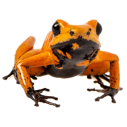 Phyllobates Terribilis 'Orange Black Foot'