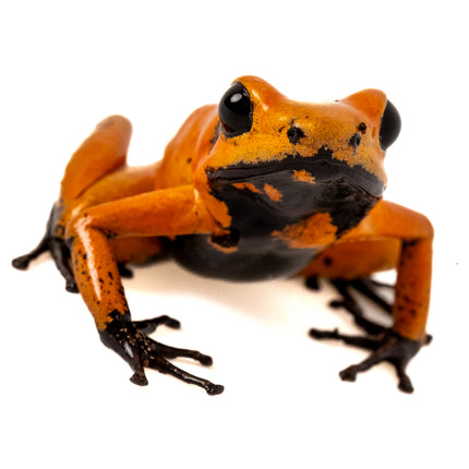 Phyllobates Terribilis 'Orange Black Foot'