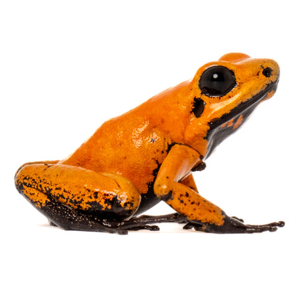 Phyllobates Terribilis 'Orange Black Foot'