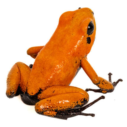Phyllobates Terribilis 'Orange Black Foot'