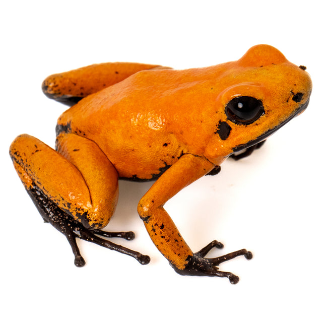 Phyllobates Terribilis 'Orange Black Foot'