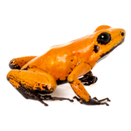 Phyllobates Terribilis 'Orange Black Foot'