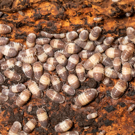 Cubaris sp. "Panda King" Isopods