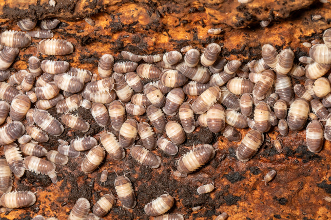 Cubaris sp. "Panda King" Isopods