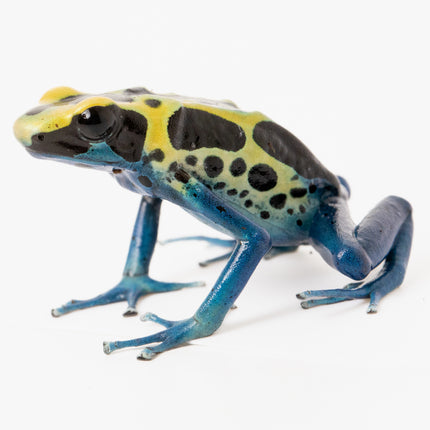 Dendrobates tinctorius 'Patricia'