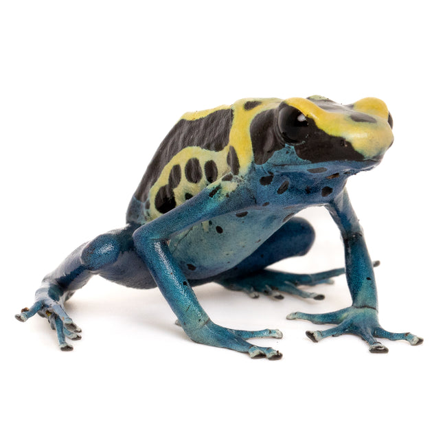 Dendrobates tinctorius 'Patricia'