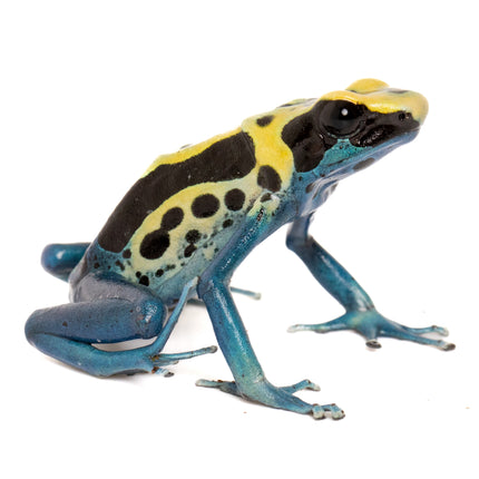 Dendrobates tinctorius 'Patricia'
