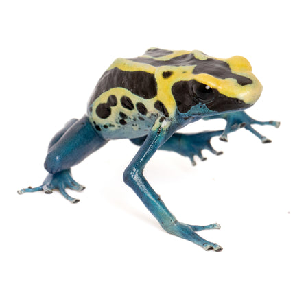 Dendrobates tinctorius 'Patricia'