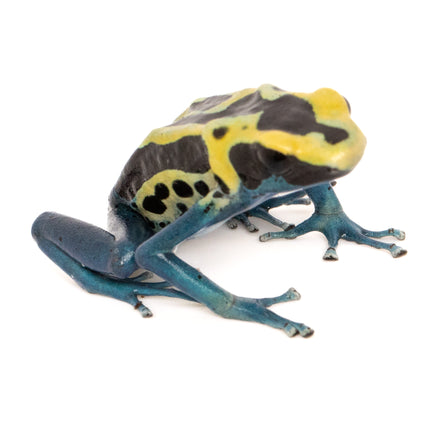 Dendrobates tinctorius 'Patricia'