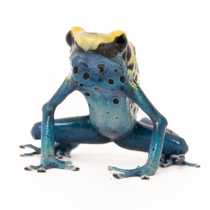 Dendrobates tinctorius 'Patricia'