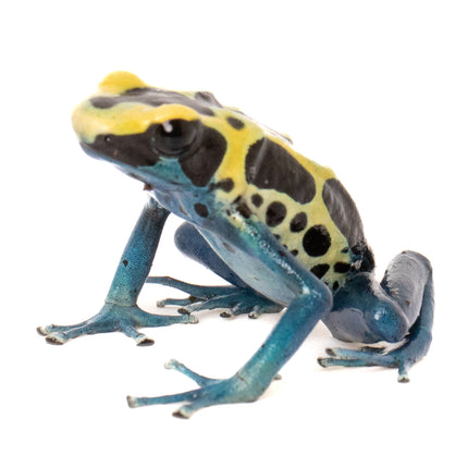 Dendrobates tinctorius 'Patricia'