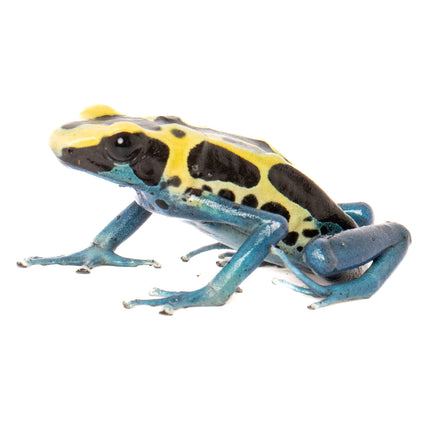 Dendrobates tinctorius 'Patricia'