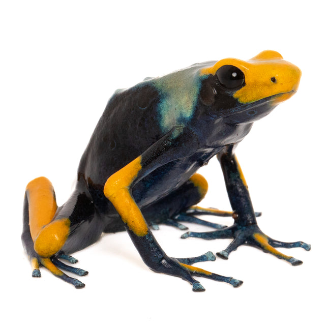Dendrobates Tinctorius Tumucumaque Peacock
