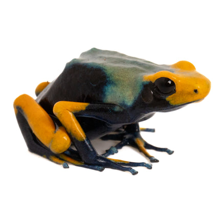 Dendrobates Tinctorius Tumucumaque Peacock