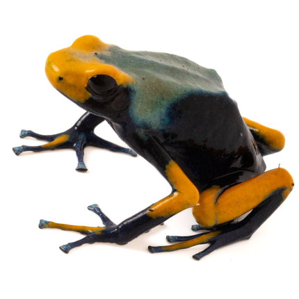 Dendrobates Tinctorius Tumucumaque Peacock