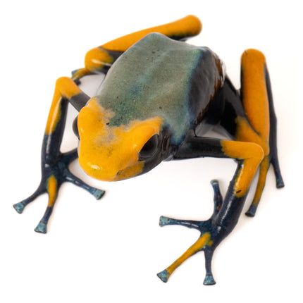 Dendrobates Tinctorius Tumucumaque Peacock