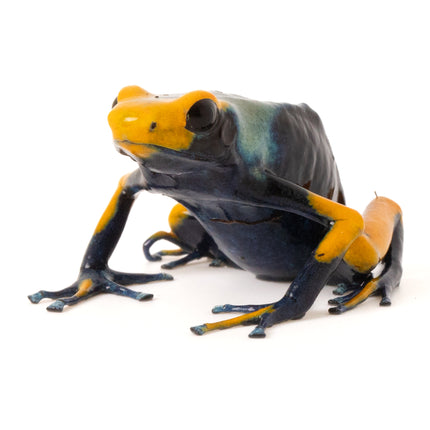 Dendrobates Tinctorius Tumucumaque Peacock