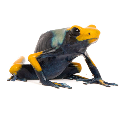 Dendrobates Tinctorius Tumucumaque Peacock