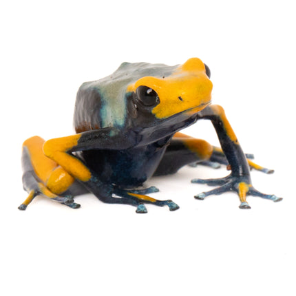 Dendrobates Tinctorius Tumucumaque Peacock