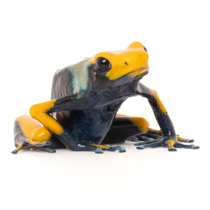 Dendrobates Tinctorius Tumucumaque Peacock